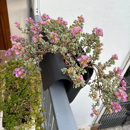 La Casa Di Gisa&laura Lido Di Mondello Διαμέρισμα *